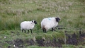moutons irlandais et tourbe